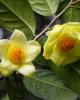 Picture of Camellia nitidissima in flower