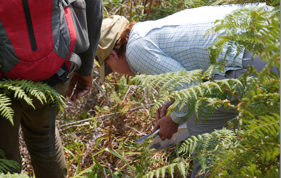Louise inspecting Mulanje cedar seedlings