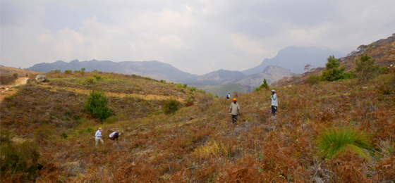 Restoration scientists on Mount Mulanje
