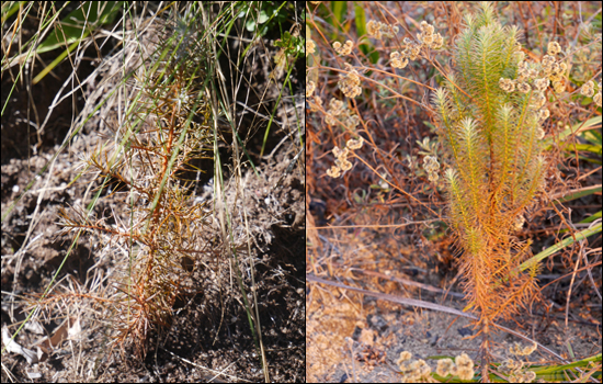 Unhealthy Mulanje cedar seedlings