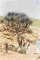 SOS Sahel UK, Sudan 2003