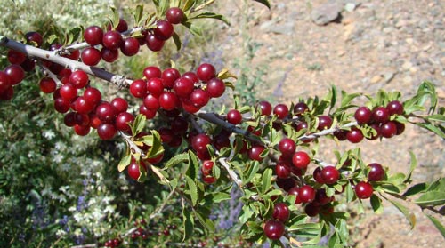 Cerasus tianschanica. Photo: G. Lazkov