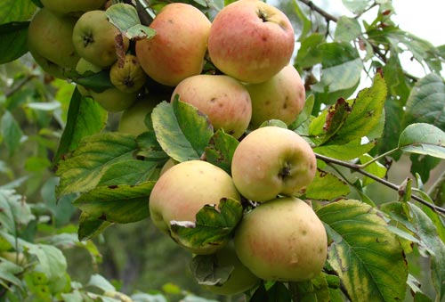Malus sieversii.  Photo: G. Lazkov 