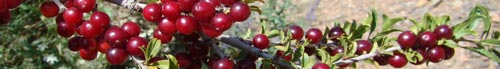 Wild cherry in the fruit and nut forests of Central Asia. Photo: G.Lazkov 