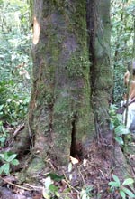 New tree species, though to be an Apodiscus. Photo: Jongkind, C