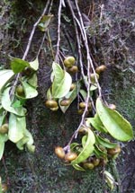 Fruit of new tree species, though to be an Apodiscus. Photo: Jongkind, C