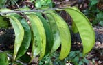 Leaves of new tree species, though to be an Apodiscus. Photo: Jongkind, C