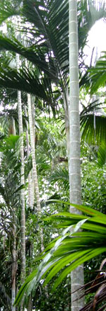 Pemba Palm. Photo: FFI