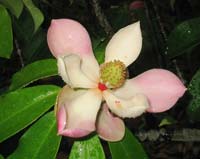 Manglietia maguan