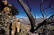 burnt_cedar_cederberg_2