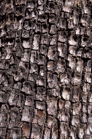 cedar_bark_cederberg