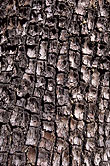 cedar_bark_cederberg