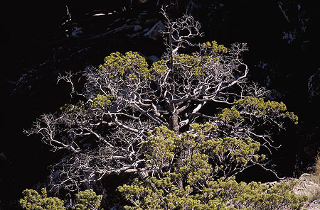 cedar_tree_cederberg_4