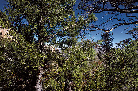 cedar_tree_cederberg_5