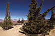 cultivated_cedar_tree_1
