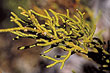 cultivated_cedar_tree_4