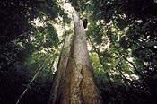 canopy image