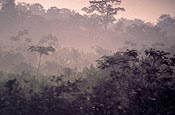 forest image