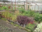 Plants for sale at Tooro Botanical Garden. Photo: BGCI