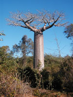 Adansonia grandidieri. Photo: FFI.