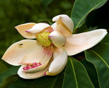 Magnolia megaphylla, a species known to occur in the border area. Photo: Jackson Xu/FFI