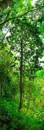 Magnolia sinica