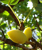 Wild pistachio. Photo: G.Lazkov