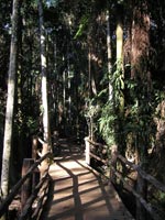 Sao Paulo Botanic Garden Walkway. Photo: BGCI