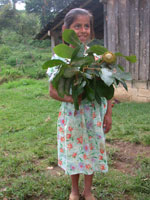 Local Girl in Huatusco, Veracruz holding a branch of Quercus insignis. Image - Allen Coombes, Sir Harold Hillier Gardens and Arboretum