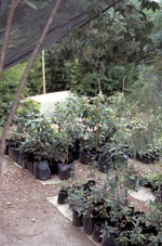Tree Nursery, Mexico. Photo: FFI