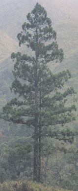 Taiwania, one of the tallest trees in the world. Photo: Nguyen An Toan and FFI
