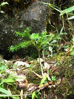 Wild seedling of Xanthocyparis vietnamensis in the forest at Bat Dai Son Nature Reserve. Photo: Georgina Magin / FFI