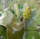 Fruit of M yarumalensis Photo: A. Cogollo