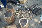 Cut logs of African Blackwood (Dalbergia melanoxylon), used to make woodwind instruments such as clarinets and oboes. Photo: FFI.