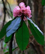 Flower of the Big Tree Rhododendron. Photo: Xu/FFI