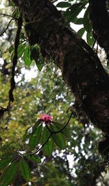 Big Tree Rhododenron. Photo: Xu/FFI
