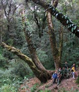 Big Tree Rhododendron. Photo Xu/FFI