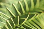 Araucaria araucana. Photo: Martin Gardner/RBG Edinburgh