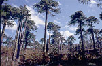Monkey puzzle forest. Photo: Christian Echeverria/FFI