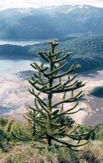Wild Monkey Puzzle tree. Photo: Christian Echeverria/FFI