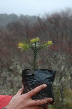 Araucaria araucana seedling. Photo: Christian Echeverria/FFI