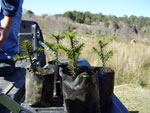 Araucaria araucana seedlings, ready to be planted out in Villa Las Araucarias. Photo: Christian Echeverria/FFI