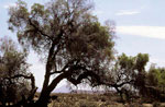 Mpingo tree. Photo: FFI