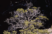 Cedar tree, Cederberg  Juan Pablo Moreiras/FFI