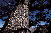 Cedar tree, Cederberg  Juan Pablo Moreiras/FFI