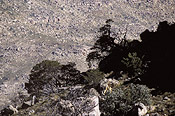 Cedars on mountain slope, Cederberg  Juan Pablo Moreiras/FFI