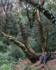 Big tree rhodo 016 J. Xu-FFI