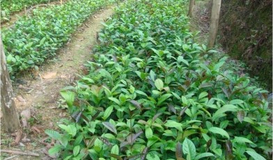 Camellia nitissima