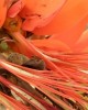 Erythrina schliebenii