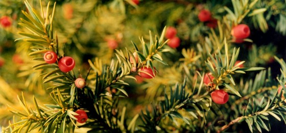 Yew